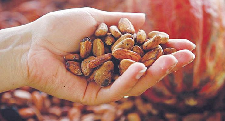 buah biji kakao