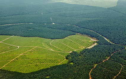 kebun sawit di antara hutan