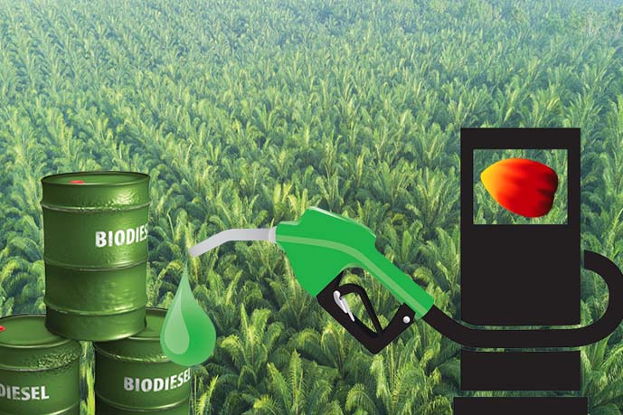 biodiesel indonesia