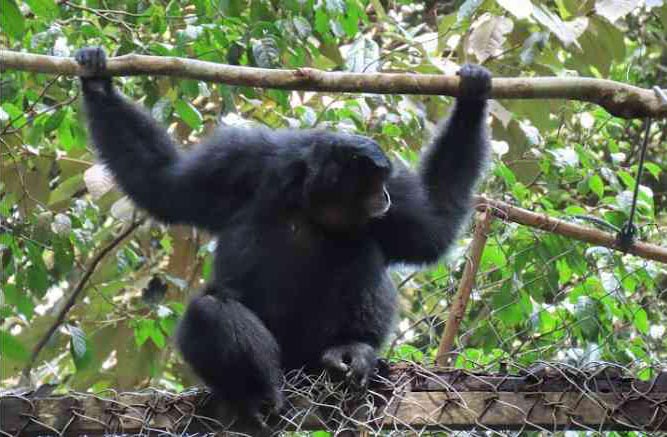 konservasi owa si amang dari wilmar